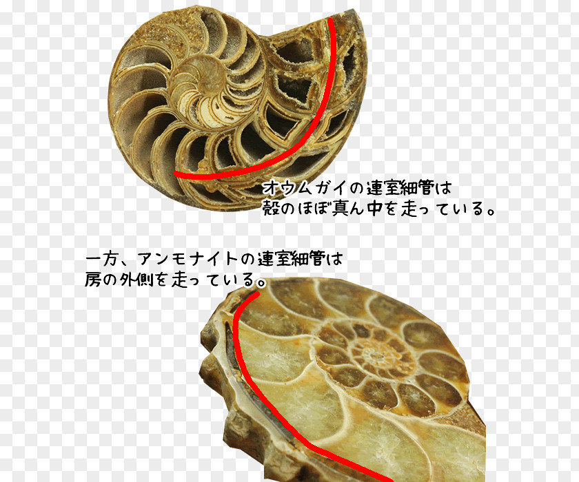 Ammonite Nautilidae Living Fossil Ammonites Organism PNG