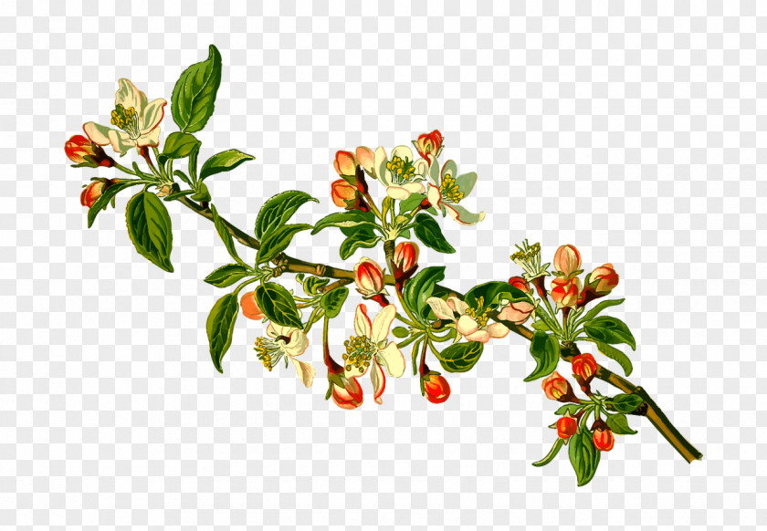 Apple Köhler's Medicinal Plants Malus Sylvestris Fruit Tree PNG
