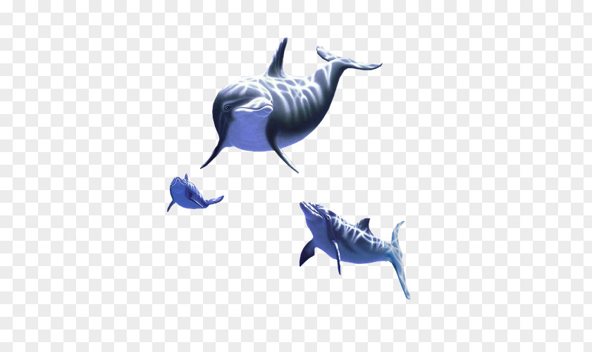 Environmental Album Design Common Bottlenose Dolphin Tucuxi Animal Marine Mammal PNG