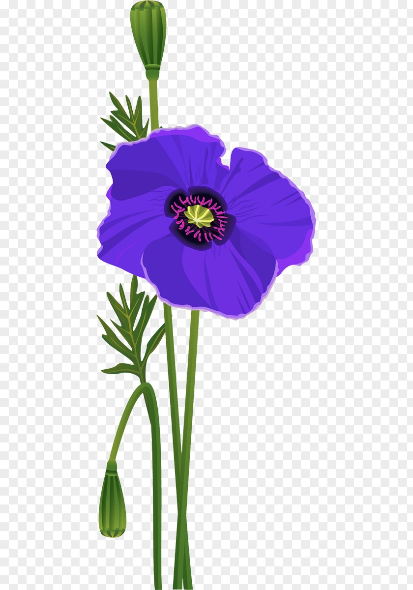 Flower Anemone Common Poppy Cut Flowers Petal PNG