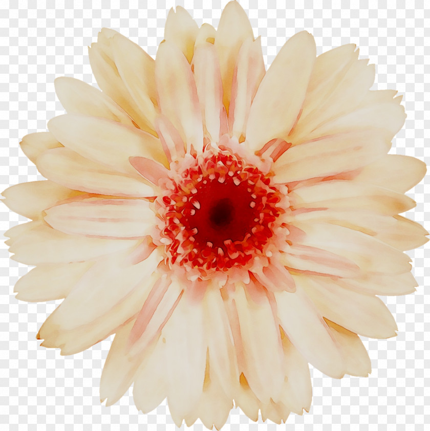 Transvaal Daisy Chrysanthemum Cut Flowers Petal PNG