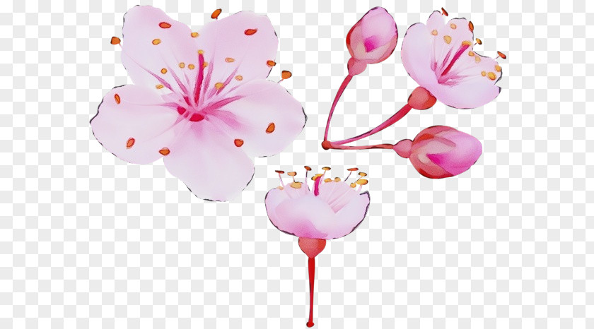 Cut Flowers Party Supply Cherry Blossom PNG