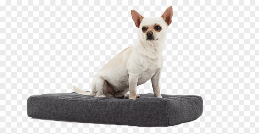 Mattress Dog Breed Chihuahua Bed Cots PNG