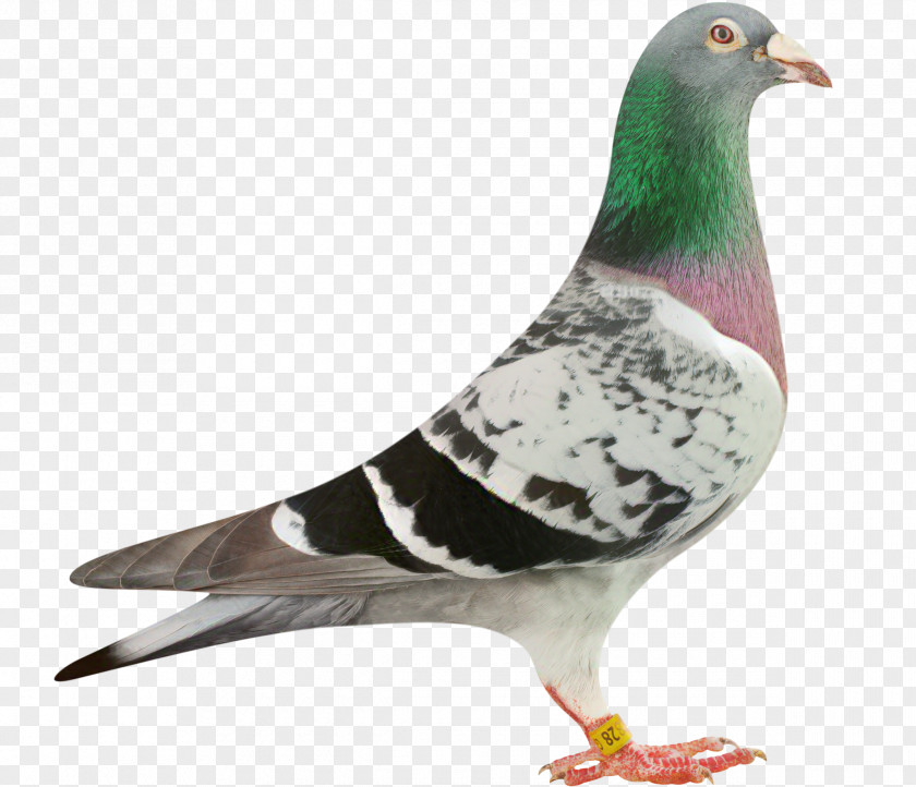 Pigeons And Doves Homing Pigeon Racing Bird Sport PNG