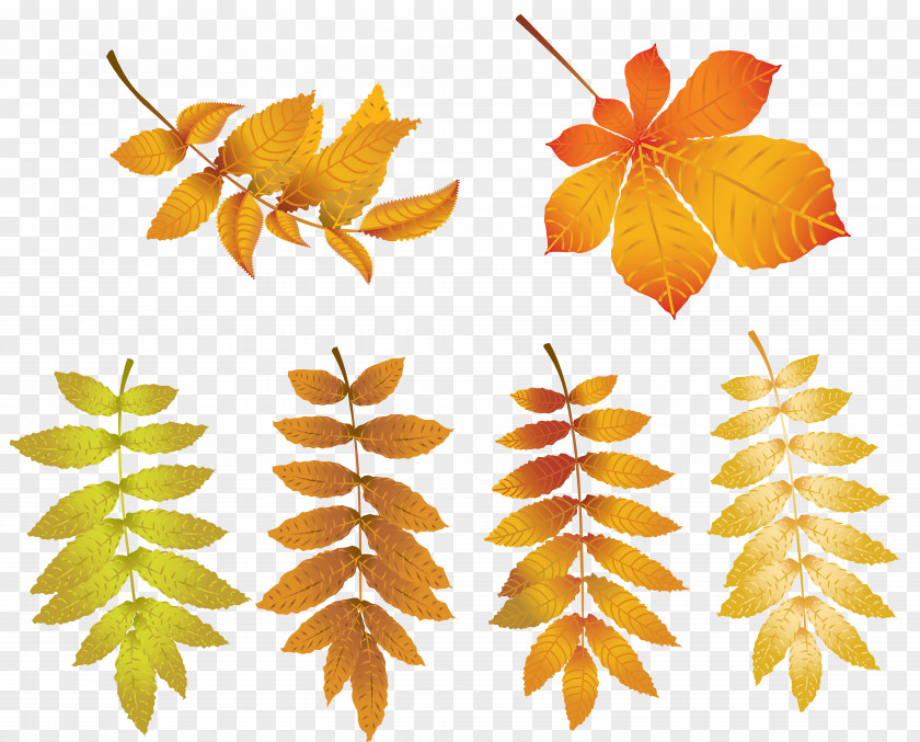 Autumn Leaves Leaf Color Clip Art PNG