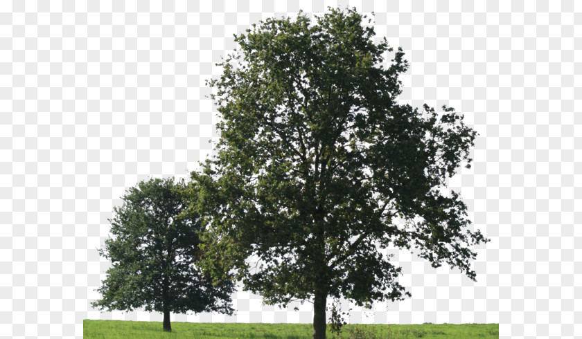 Big Tree American Sycamore Oak PNG
