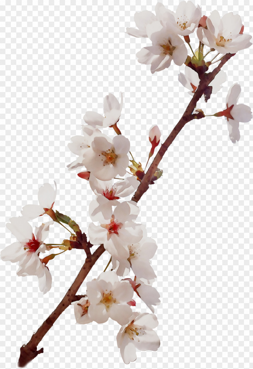 Cherry Blossom ST.AU.150 MIN.V.UNC.NR AD Prunus Plant Stem PNG