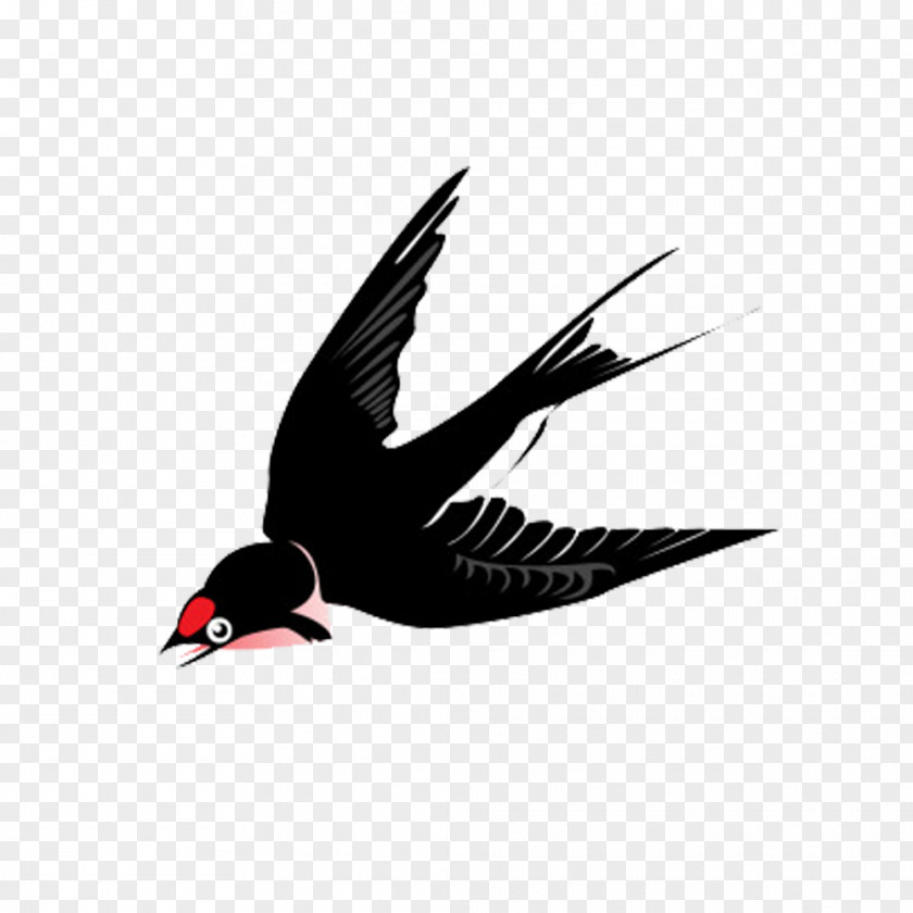 Free Flying Swallow Black Pull Material Bird Photography Illustration PNG