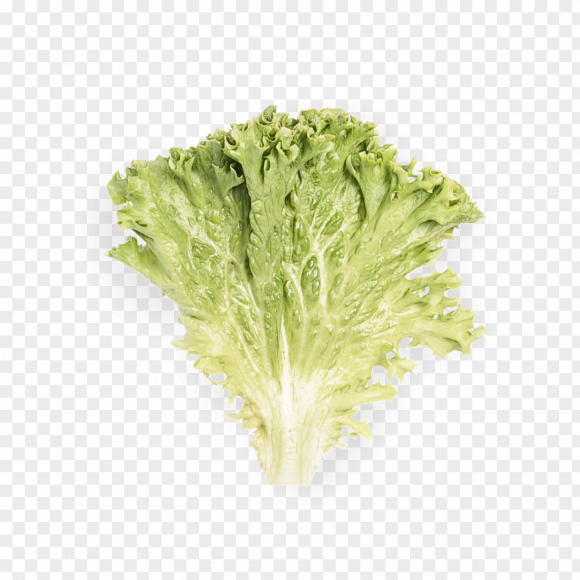 Leaf Vegetable Lettuce Romaine Red PNG