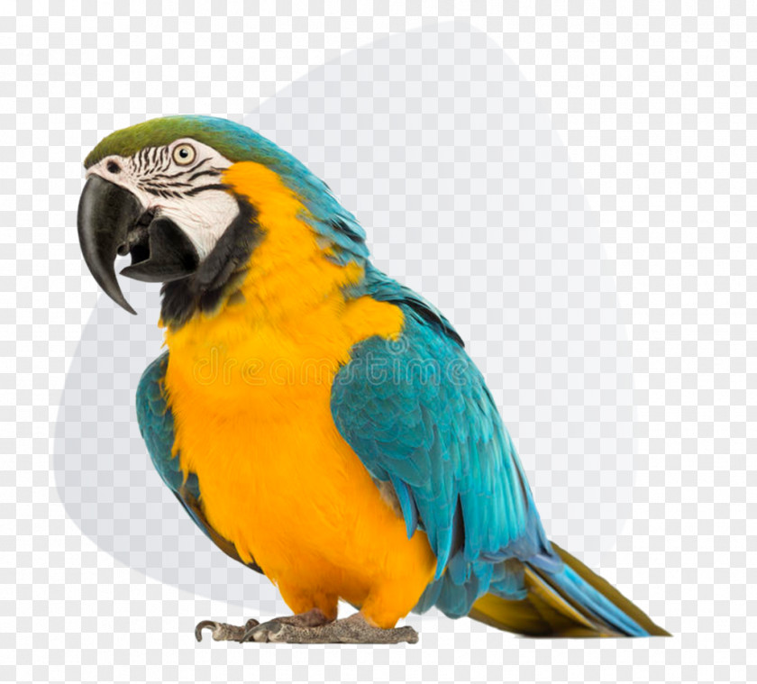 Parrot Blue-and-yellow Macaw Red-and-green Bird PNG