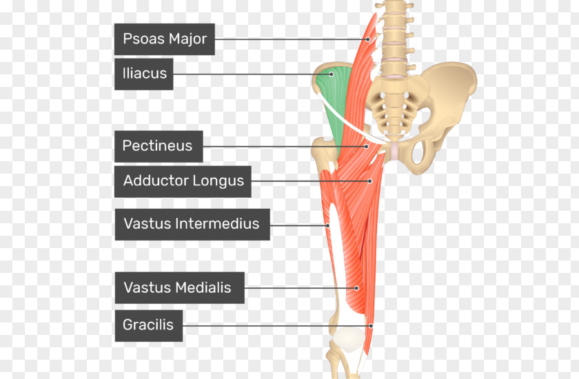 Pectineus Muscle Anatomy Iliopsoas Adductor Longus PNG