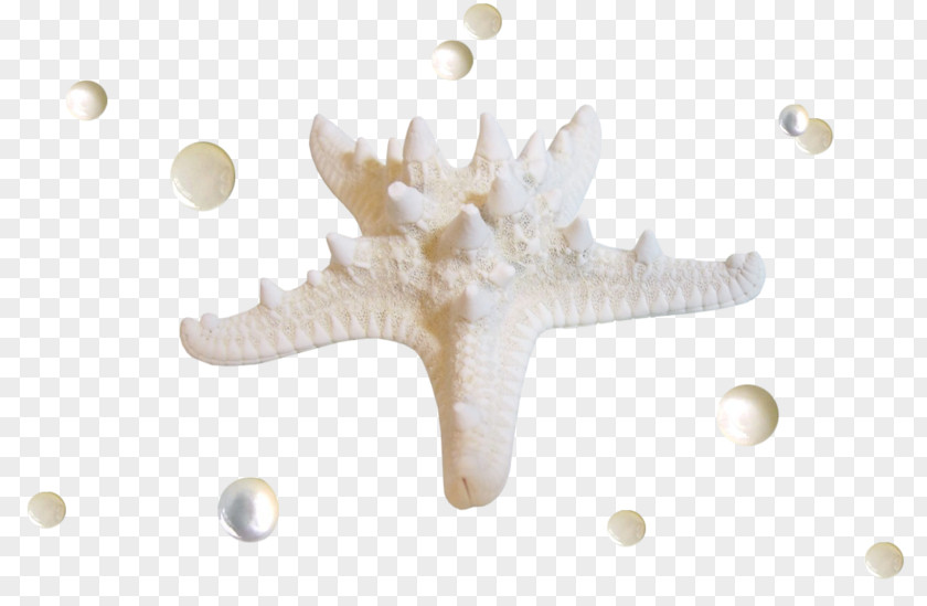 Starfish Seabed PNG