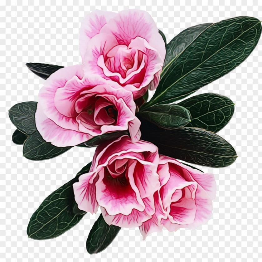 Common Peony Impatiens Watercolor Pink Flowers PNG