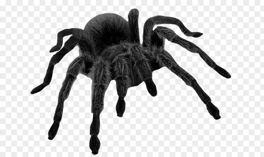 Haunted Black Spider Picture Brown Widow Halloween Clip Art PNG