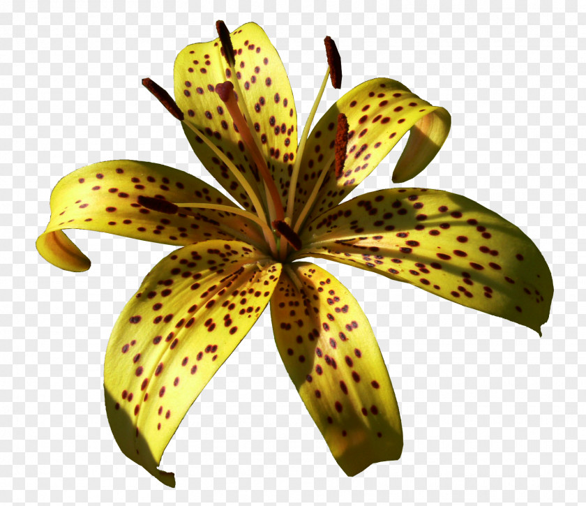 Lilium Yellow Daylily Clip Art PNG