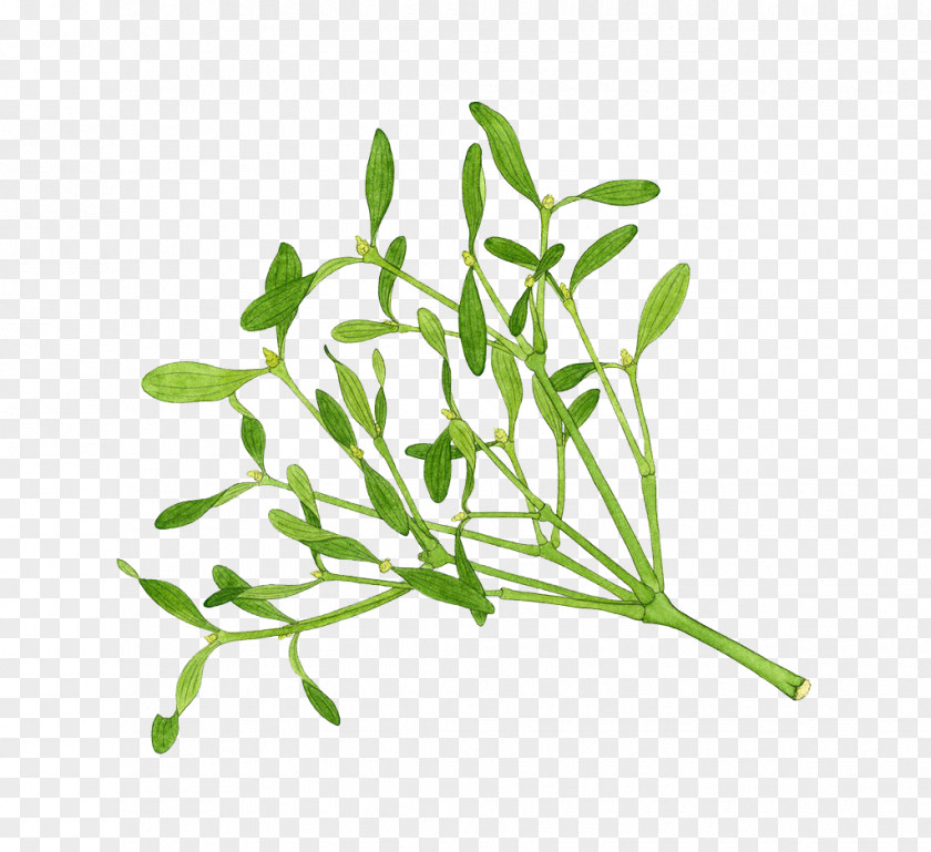 Mistletoe Herbs Hand Painted Herb Illustration PNG