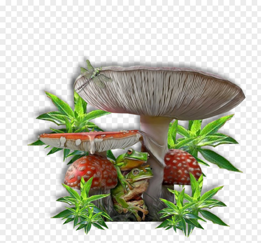 Mushroom Plant PNG