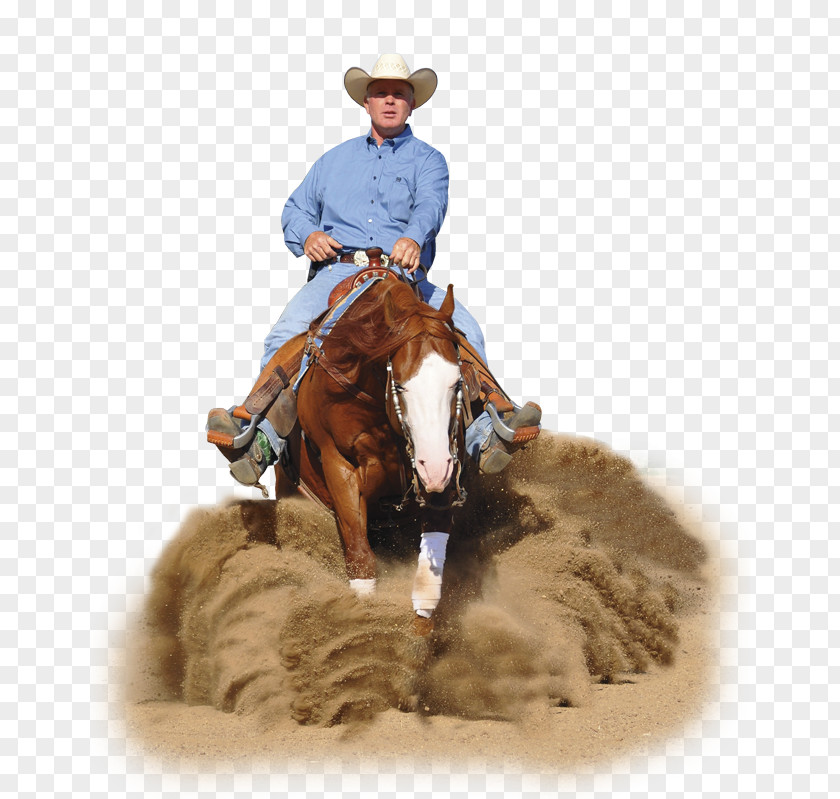 Mustang Mare Reining Stallion PNG