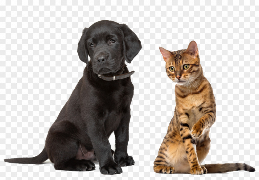 Pets Labrador Retriever Sussex Spaniel Puppy Kitten Cat PNG