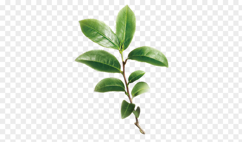 Tea Tree Branches PNG tree branches clipart PNG