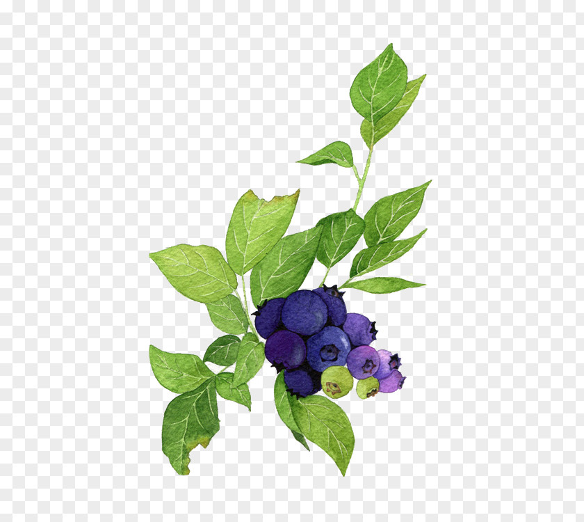 Blueberries And Green Leaves Blueberry Poster Watercolor Painting Illustration PNG
