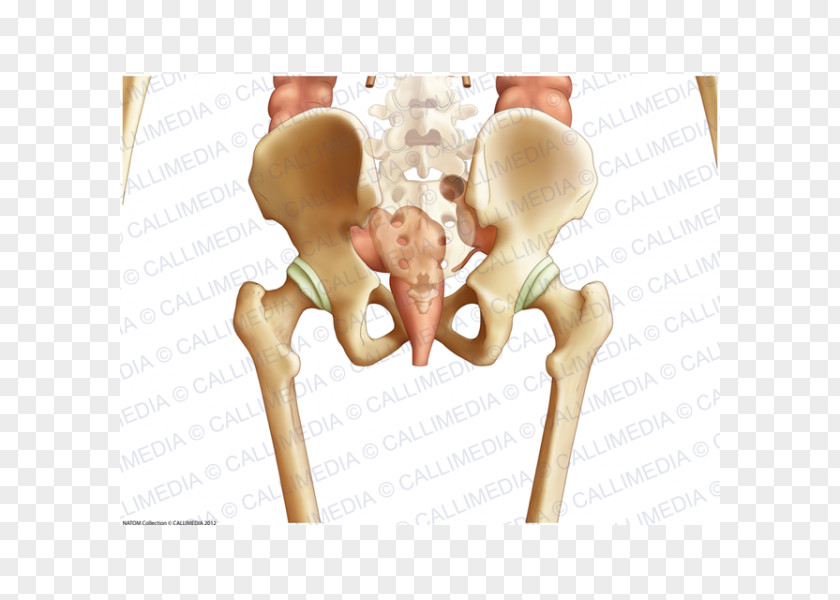 Dry Bones Hip Bone Thumb Pelvis PNG