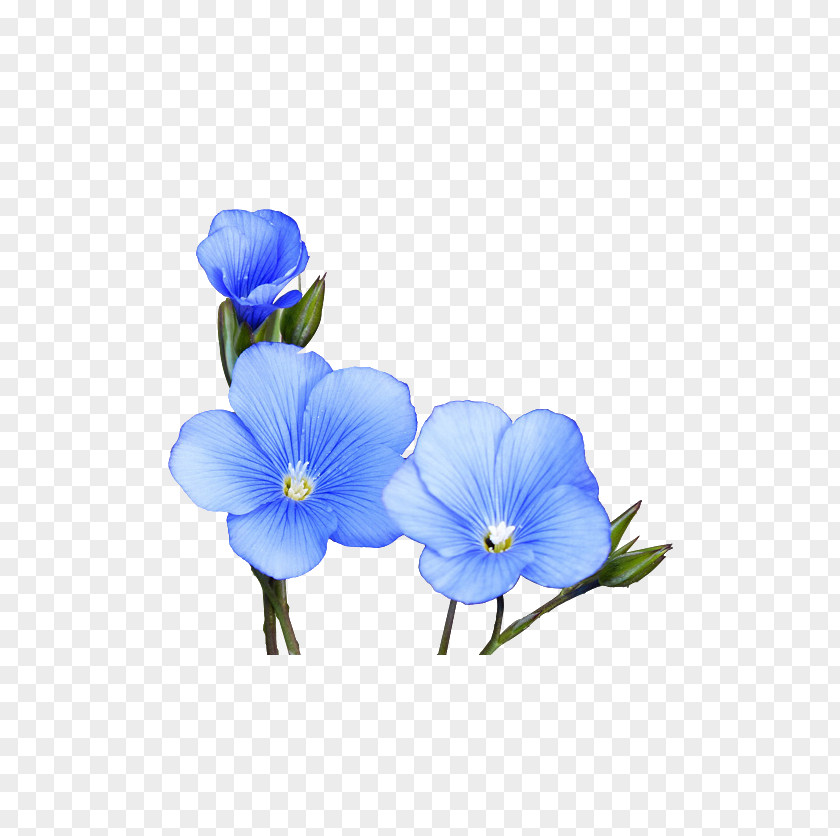 Fan Bunga Biru Watercolor: Flowers Watercolor Painting Drawing Clip Art PNG