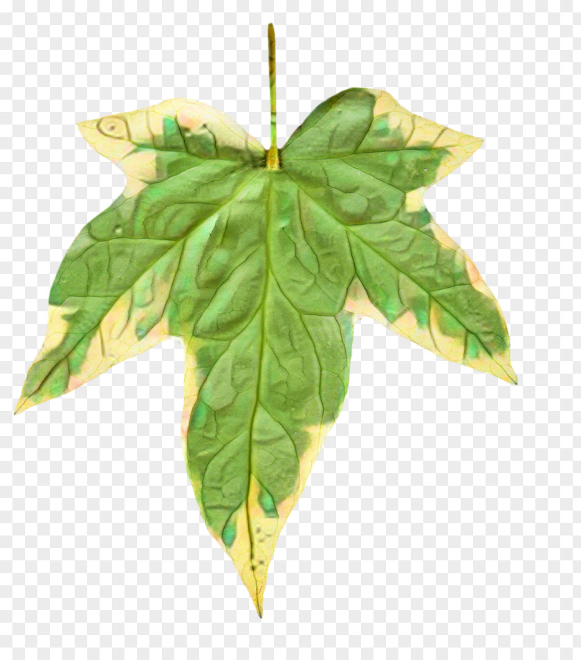 Leaf Painting Watercolor Common Ivy PNG
