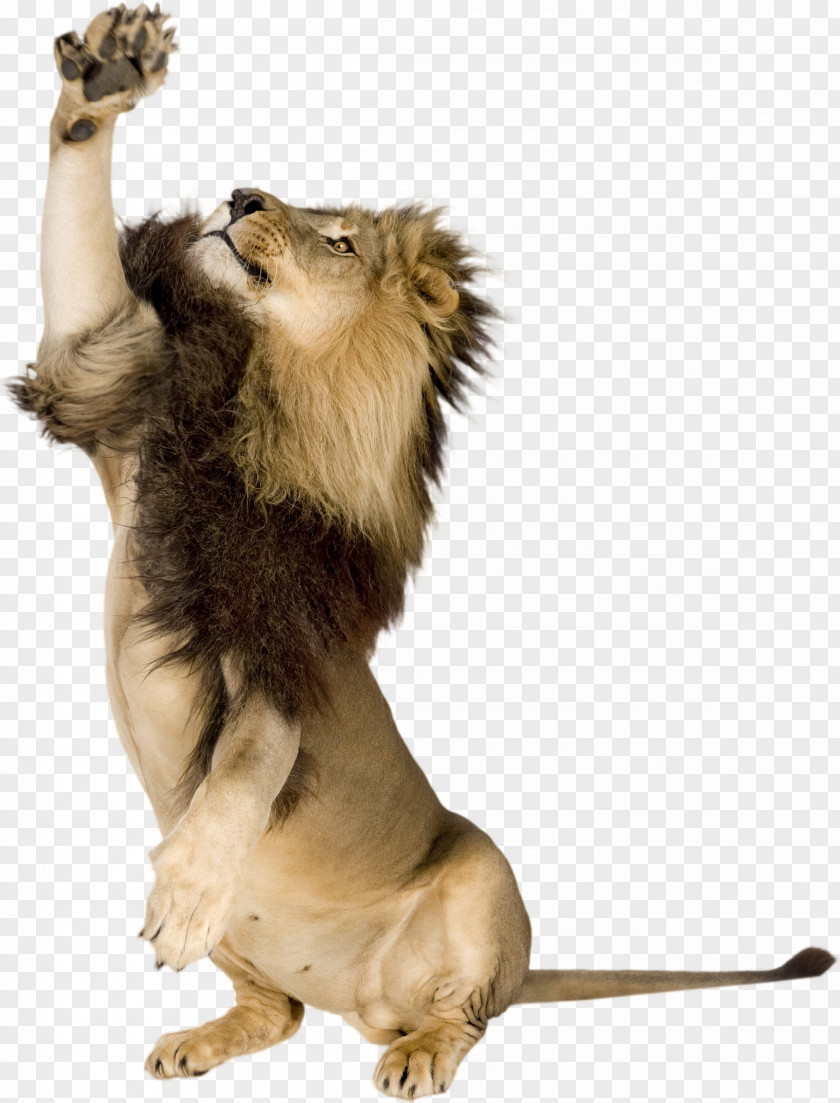 Lion Tiger Stock Photography Royalty-free PNG