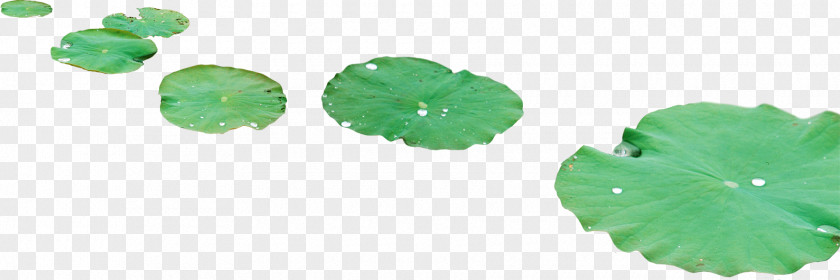 Lotus Leaf Dew Drop PNG
