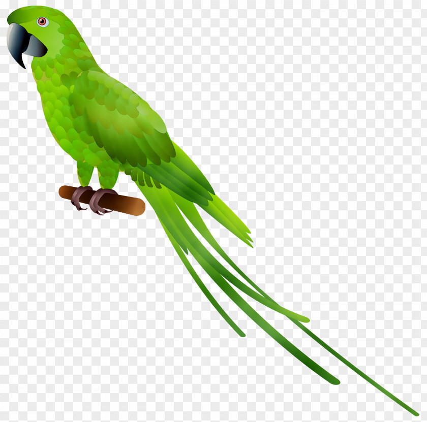 Parrot Clip Art Bird Parakeet PNG
