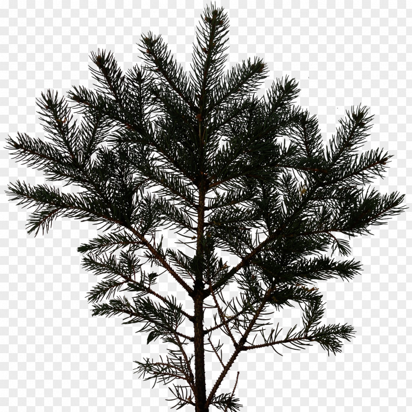 Tree Pine Fir White Spruce Branch PNG