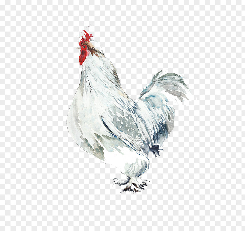 Big White Cock Rooster Chicken Watercolor Painting Bird Illustration PNG