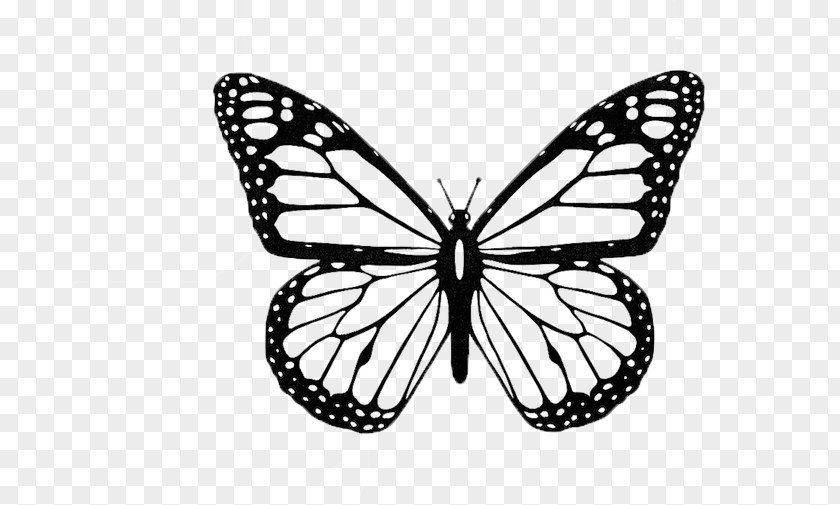 Butterfly Aestheticism Monarch Black And White Insect Clip Art PNG