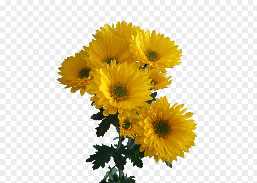 Chrysanthemum Transvaal Daisy Cut Flowers Floral Design Marguerite PNG