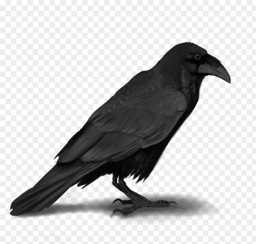 Crow American Rook New Caledonian Common Raven PNG