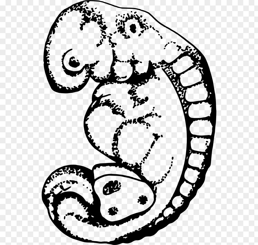 Embryo Drawing Clip Art PNG