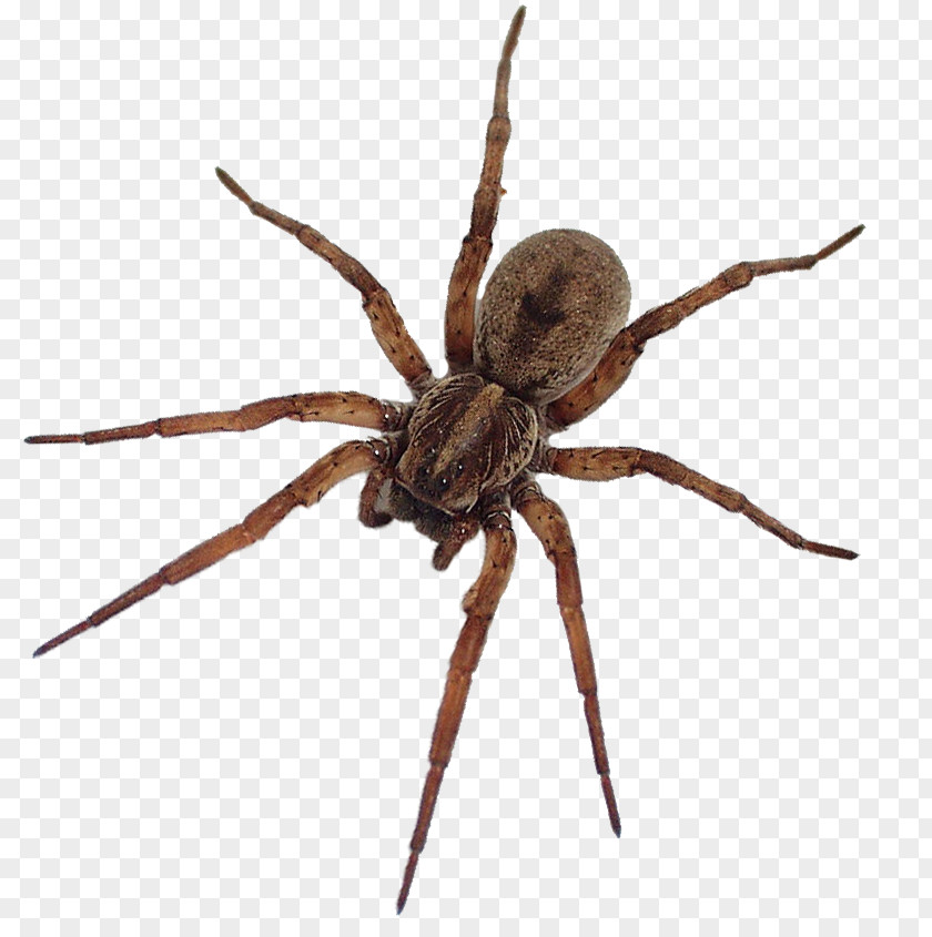 Spider Bite Noble False Widow Steatoda Grossa Yellow Garden PNG
