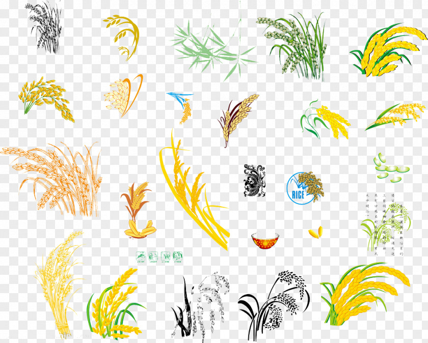 Wheat Cartoons Grasses Oryza Sativa Rice Illustration PNG