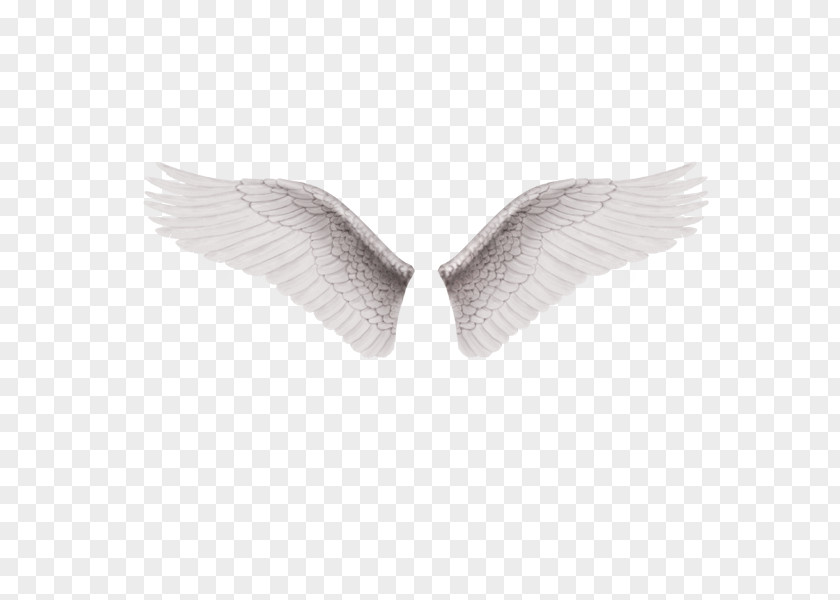 A Pair Of White Wings Alas Software PNG