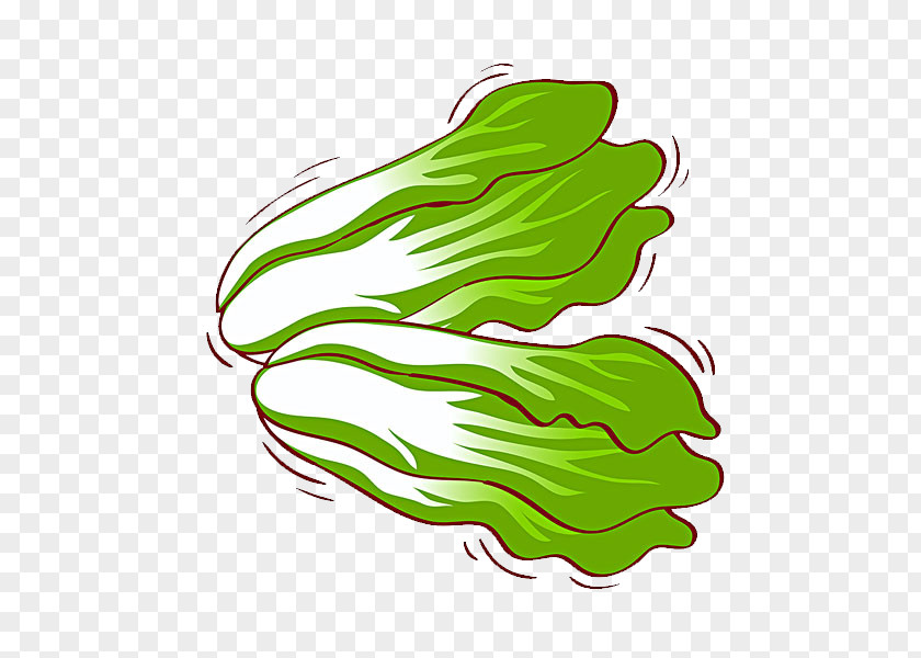 Chinese Cabbage Raw Foodism Vegetable Illustration PNG