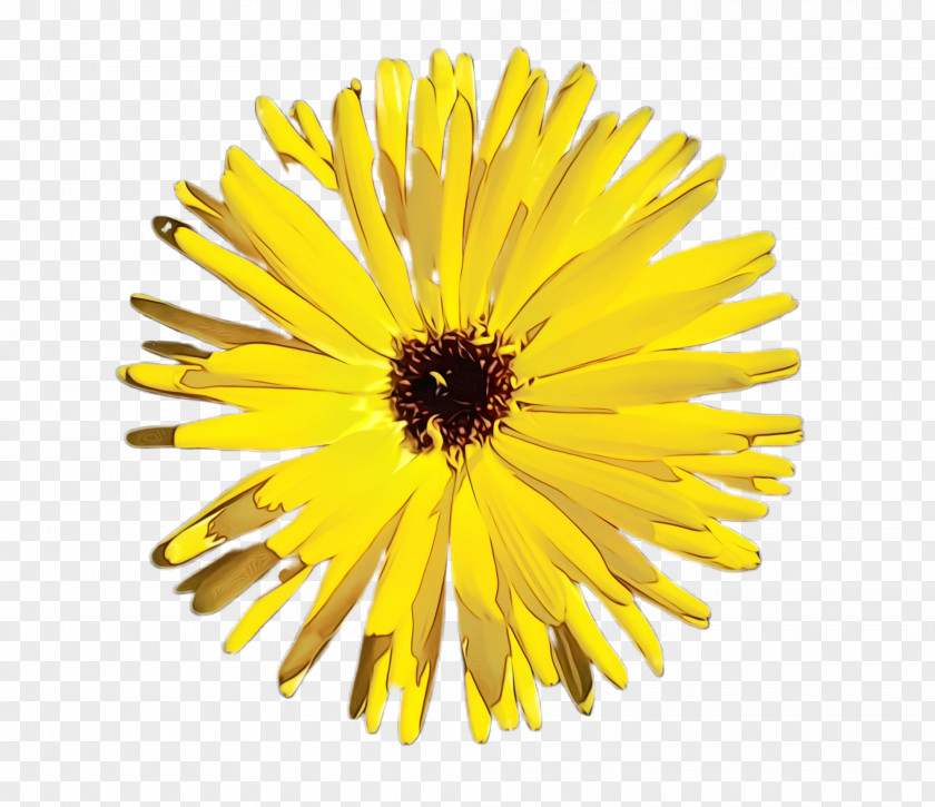 Daisy Family Flowering Plant Dandelion Yellow Flower English Marigold PNG