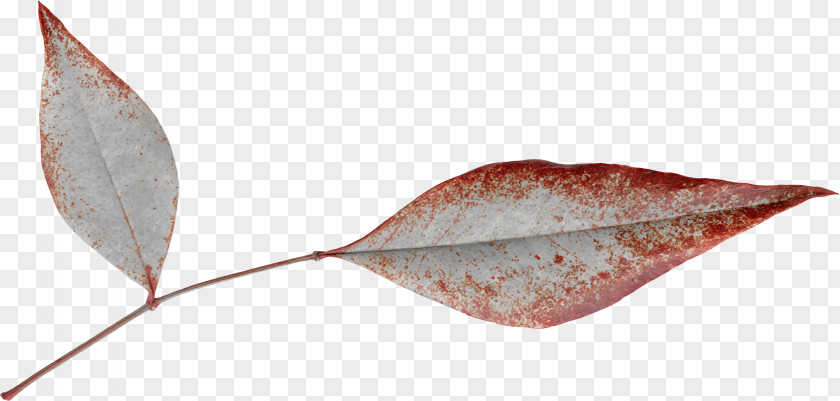 Elongated Leaves Red Edge Leaf Google Images Computer File PNG