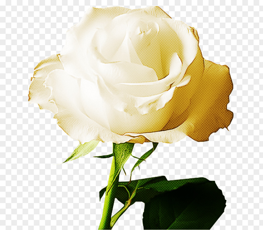 Garden Roses PNG