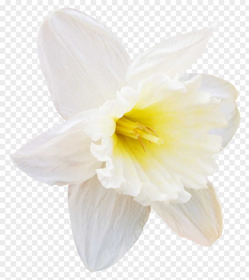 Mimosa Flower Daffodil Tulip Clip Art PNG