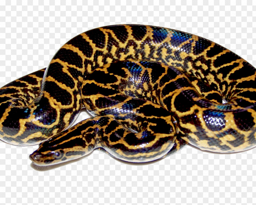 Yellow Arabic Snakes Green Anaconda Clip Art PNG