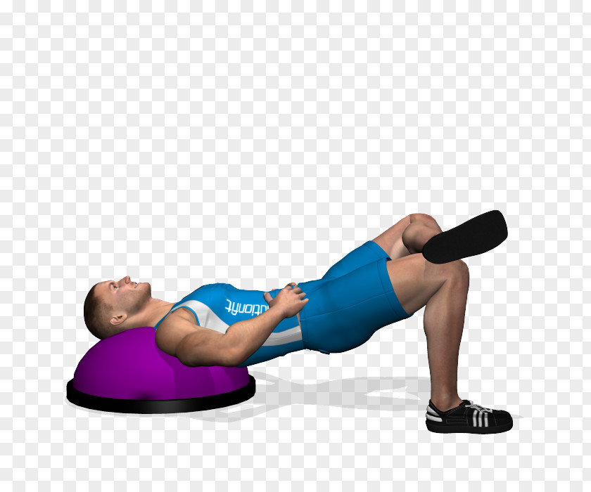Bridge Workout BOSU Exercise Pilates Physical Fitness Squat PNG