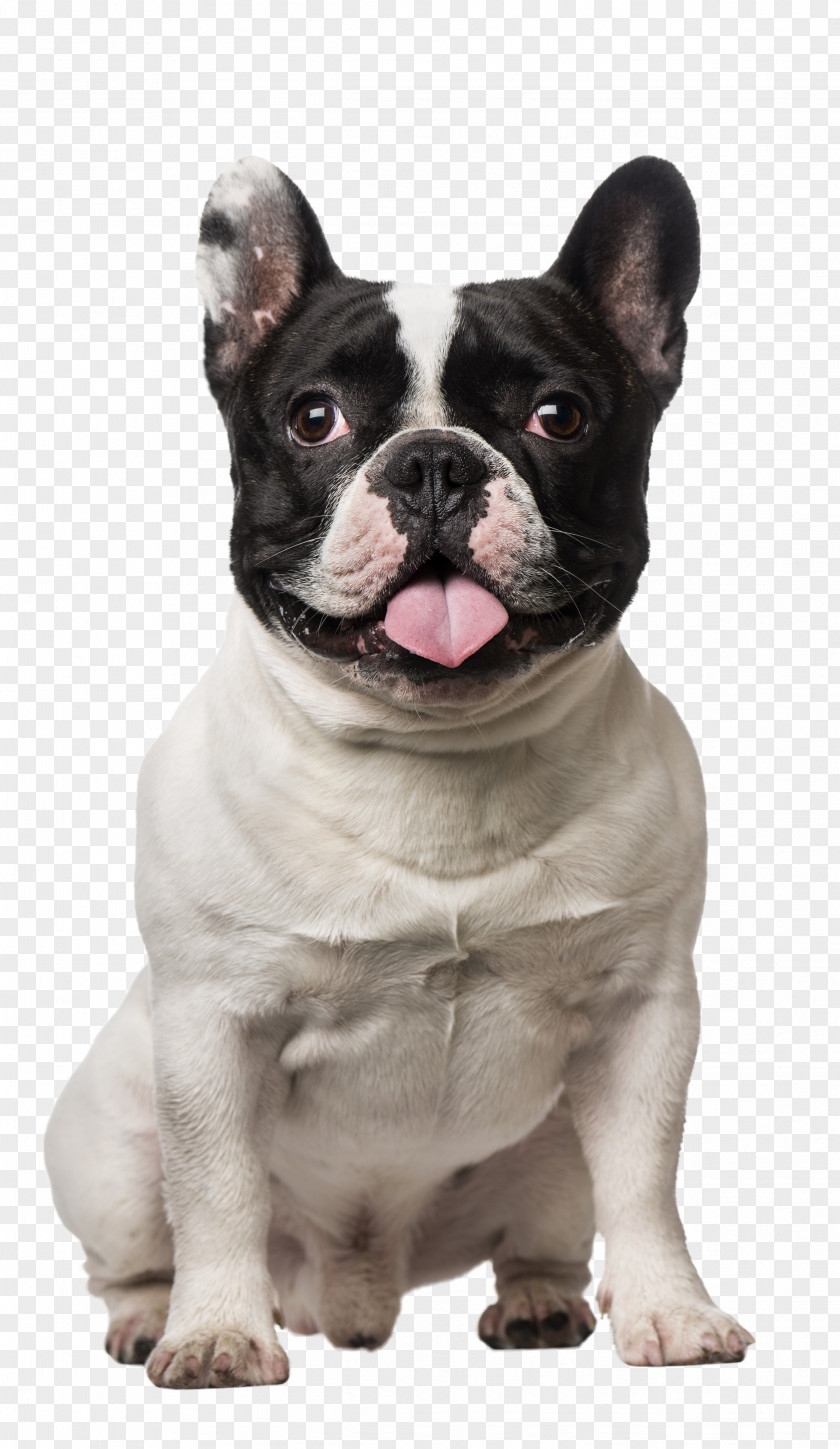 French Bulldog PNG