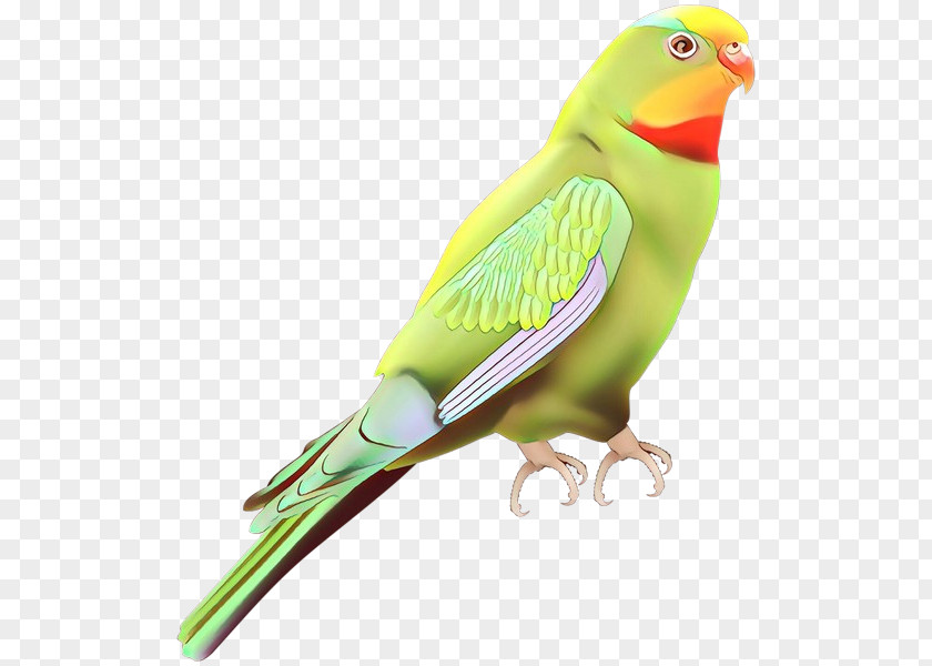 Lovebird Parakeet Finches Feather Beak PNG
