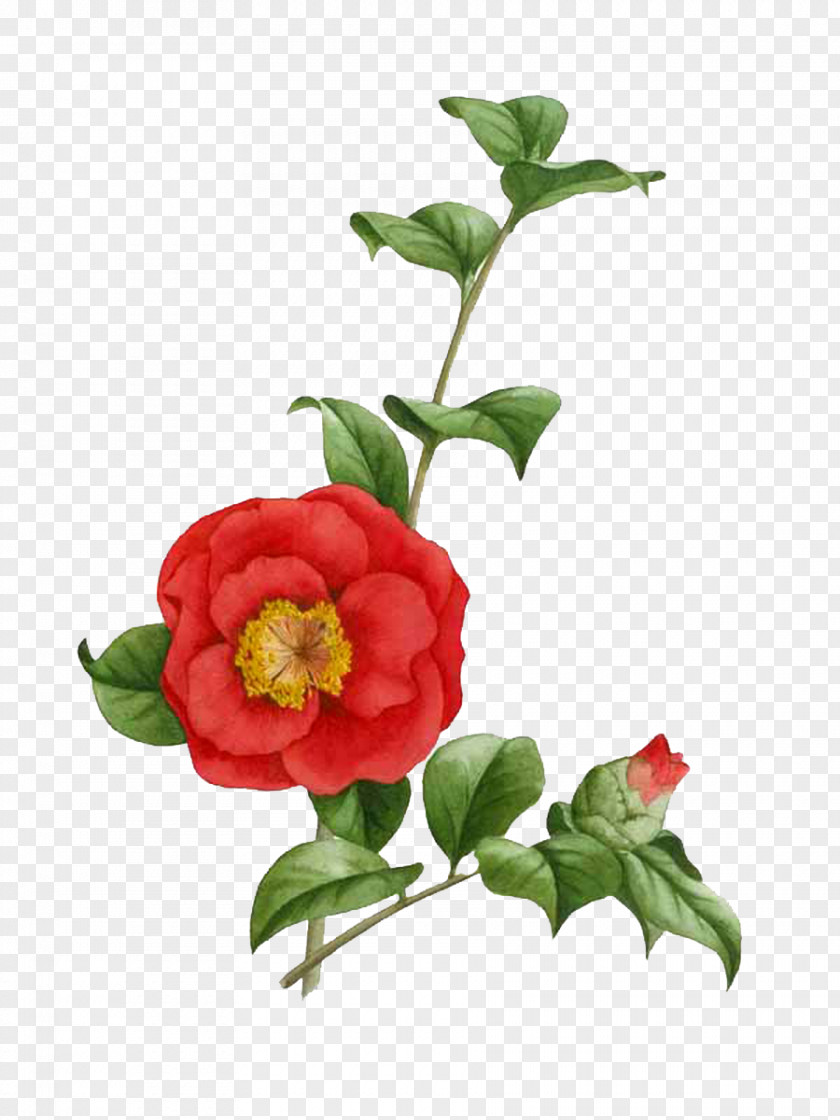 Painting Japanese Camellia Tea Seed Oil The Best Camellias Flower PNG